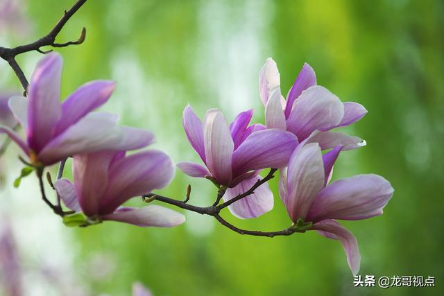 玉兰花香_花香玉兰公司_玉兰香花语